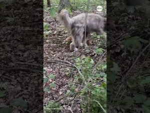 Read more about the article Dog completely fooled by baby deer’s camouflage