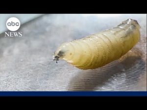 Read more about the article Flesh-eating screwworm detected in Texas for 1st time in decades