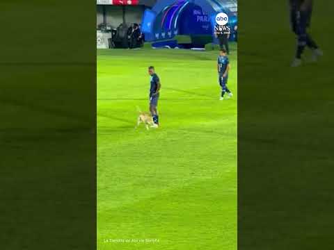 You are currently viewing Dog runs onto pitch during soccer game