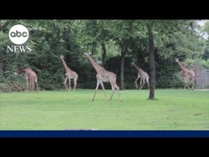 Read more about the article More than 227,000 sign petition opposing data center next to zoo in Nashville