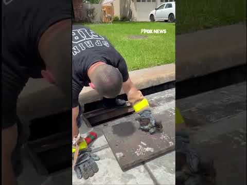 Read more about the article Kitten is rescued by firefighter #shorts #news #foxnews #fox #us #breaking #media