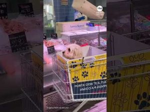 Read more about the article Italian grocery store equips carts with special boxes for dogs