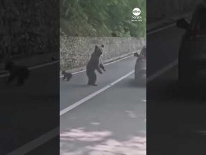 Read more about the article Bear attack caught on camera in Romania