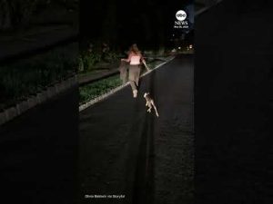 Read more about the article Baby deer follows woman who rescued it from grate