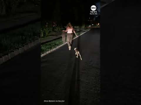 Read more about the article Baby deer follows woman who rescued it from grate