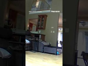 Read more about the article WATCH: Video captures dog spooked by meteor that exploded over Massachusetts #dog #shorts #dogs