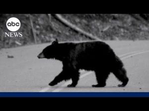 Read more about the article Hiker survives grizzly bear attack: ‘I thought…this is it’