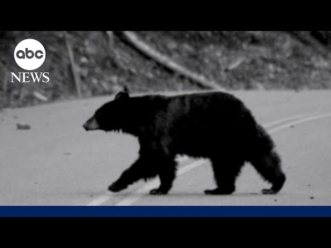 You are currently viewing Hiker survives grizzly bear attack: ‘I thought…this is it’