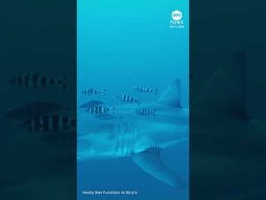Read more about the article Adult great white shark ‘filmed for the first time’ in Mediterranean