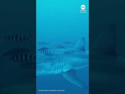 You are currently viewing Adult great white shark ‘filmed for the first time’ in Mediterranean
