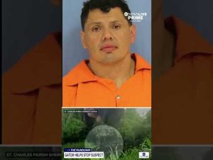 Read more about the article A Louisiana man was attacked by an alligator while escaping a traffic stop in St. Charles Parish.