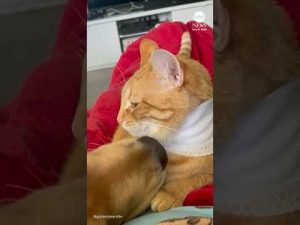 Read more about the article Watch this puppy and cat go from enemies to best friends