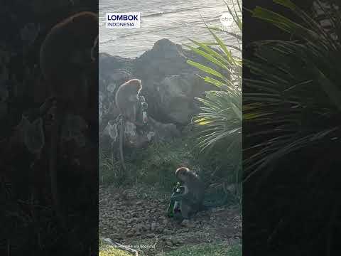 You are currently viewing Cheeky monkeys spotted drinking from bottles #monkeys #animals #indonesia