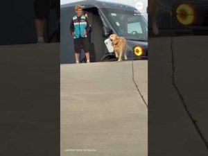 Read more about the article California dog retrieves packages from delivery drivers