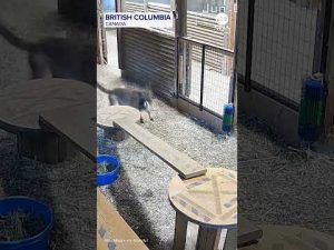 Read more about the article Woman fights off cougar to save her goat