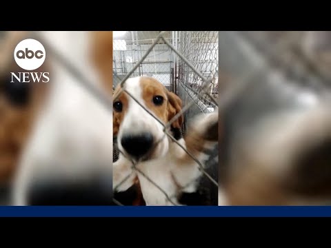 You are currently viewing Hundreds of dogs rescued as testing facility closes