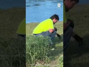 Read more about the article Ducklings rescued from drain in Massachusetts