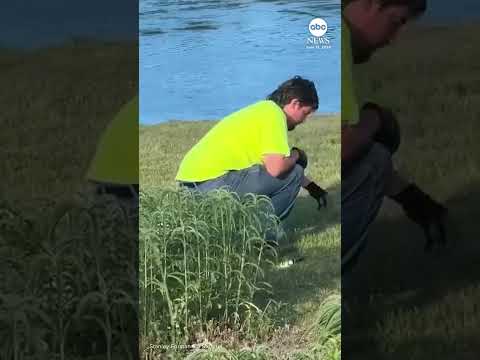 You are currently viewing Ducklings rescued from drain in Massachusetts