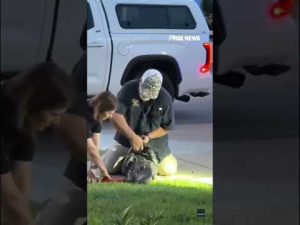 Read more about the article GIANT ALLIGATOR causes neighborhood CHAOS#foxnews #news #us #fox