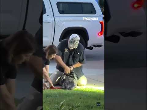 Read more about the article GIANT ALLIGATOR causes neighborhood CHAOS#foxnews #news #us #fox