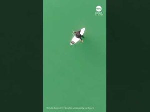 Read more about the article Drone video shows shark stalking surfer off California