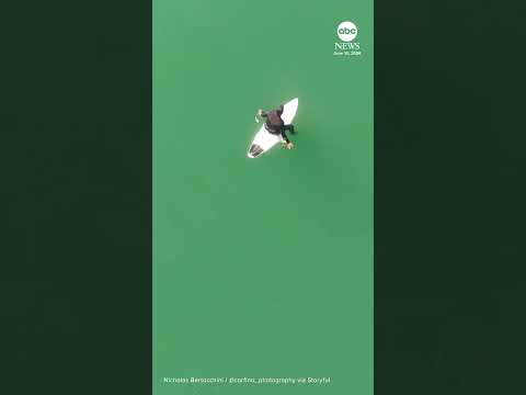 Read more about the article Drone video shows shark stalking surfer off California