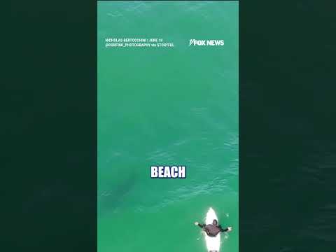 Read more about the article WATCH: CHILLING video shows SHARK circling California surfer #shorts #us #news #foxnews