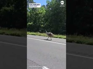 Read more about the article Escaped emu leads police on highway chase