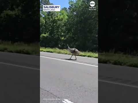Read more about the article Escaped emu leads police on highway chase