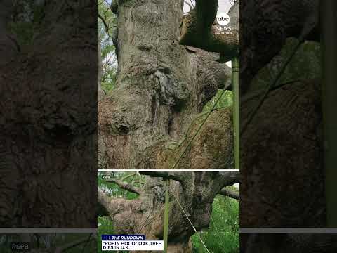 Read more about the article ‘Robin Hood’ oak tree dies in the U.K.
