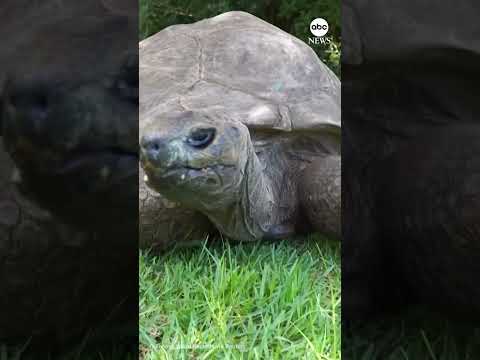 Read more about the article World’s oldest tortoise among Guinness World Records ICONs #news #guinnessworldrecords #animals