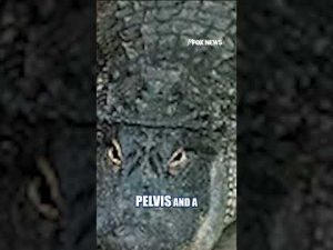 Read more about the article Man FORCES child into crocodile enclosure #shorts