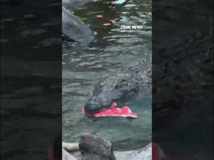 Read more about the article Happy (slightly late) World Crocodile Day! #shorts #foxnews #news #us