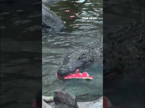 Read more about the article Happy (slightly late) World Crocodile Day! #shorts #foxnews #news #us