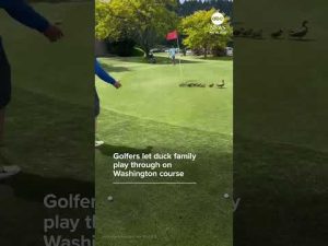 Read more about the article Golfers let duck family play through on Washington course