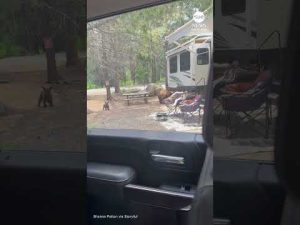 Read more about the article Bear and cub spotted exiting RV at California campground