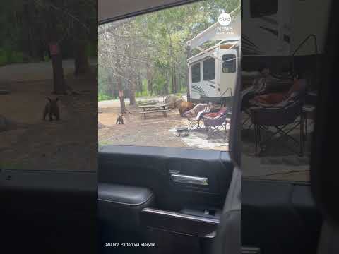 Read more about the article Bear and cub spotted exiting RV at California campground