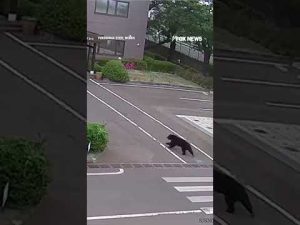 Read more about the article WATCH: Bear charges through factory parking lot chasing workers and injuring four people