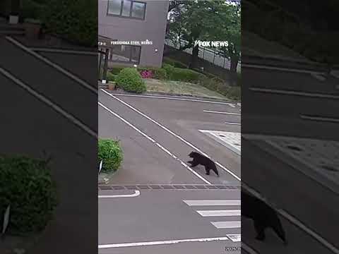 Read more about the article WATCH: Bear charges through factory parking lot chasing workers and injuring four people
