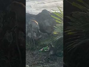 Read more about the article Two MISCHIEVOUS monkeys caught drinking beer in Indonesia #shorts #us #news #foxnews #monkey