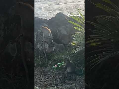 Read more about the article Two MISCHIEVOUS monkeys caught drinking beer in Indonesia #shorts #us #news #foxnews #monkey