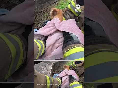 Read more about the article Firefighters rescue puppy from storm drain in Arkansas