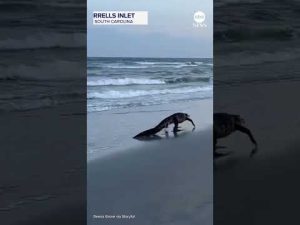 Read more about the article Alligator spotted strolling on South Carolina beach