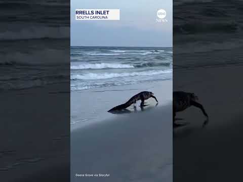 Read more about the article Alligator spotted strolling on South Carolina beach