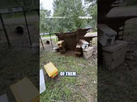 Read more about the article Millions of honeybees suddenly filled the air after a truck carrying bee hives overturned #shorts