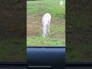 Read more about the article Rare albino deer spotted in North Carolina