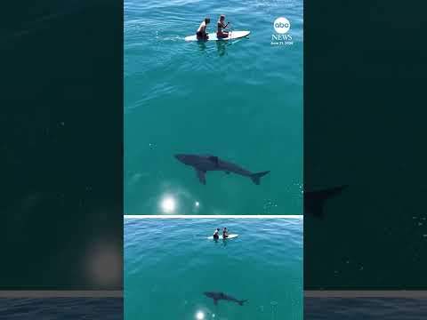 Read more about the article Shark stalks paddleboarders off coast of California