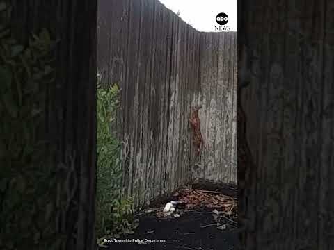 Read more about the article Pennsylvania police officer snags young deer barehanded