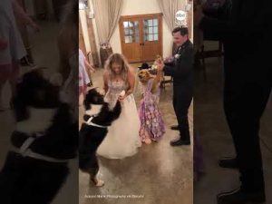 Read more about the article Adorable dogs join bride and groom to dance during wedding reception