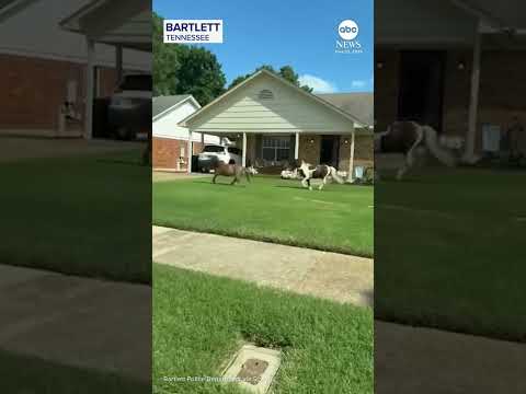 Read more about the article Police chase runaway mini horses in Memphis suburb